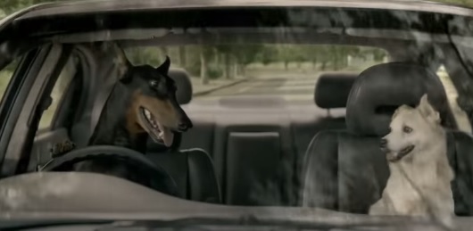 CarTrade Dog Ad- Rocky and Bosco Commercial Video Used Cars